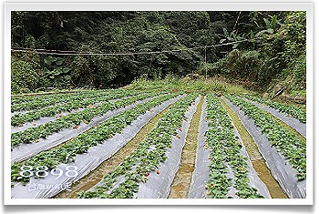 泰安草莓‧劉正男高冷草莓