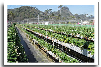 大湖草莓‧灣潭玫瑰草莓園