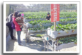 大湖草莓‧灣潭玫瑰草莓園