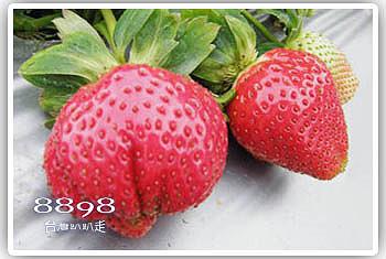 大湖草莓‧榮貴草莓園
