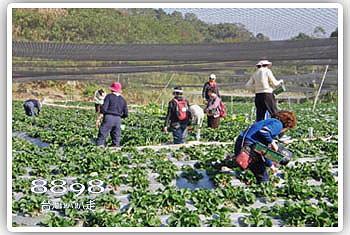 大湖草莓‧榮貴草莓園